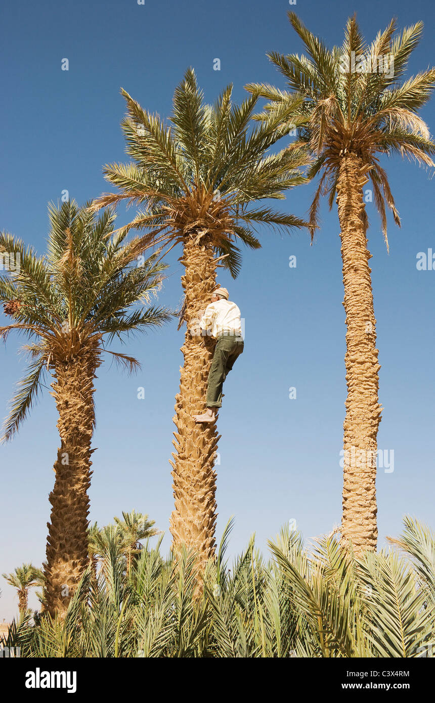 Palme da dattero (Phoenix dactylifera). La raccolta del mature date da alte palme da dattero ha bisogno di una certa quantità di coraggio. Il Marocco Foto Stock