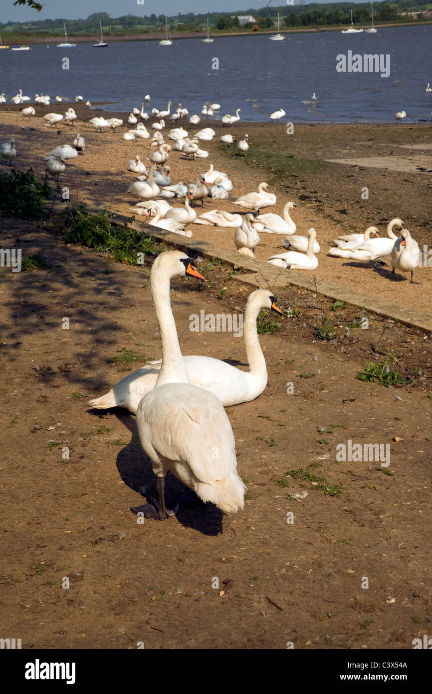 Cigni dal fiume Stour swannery Mistley Essex Inghilterra Foto Stock