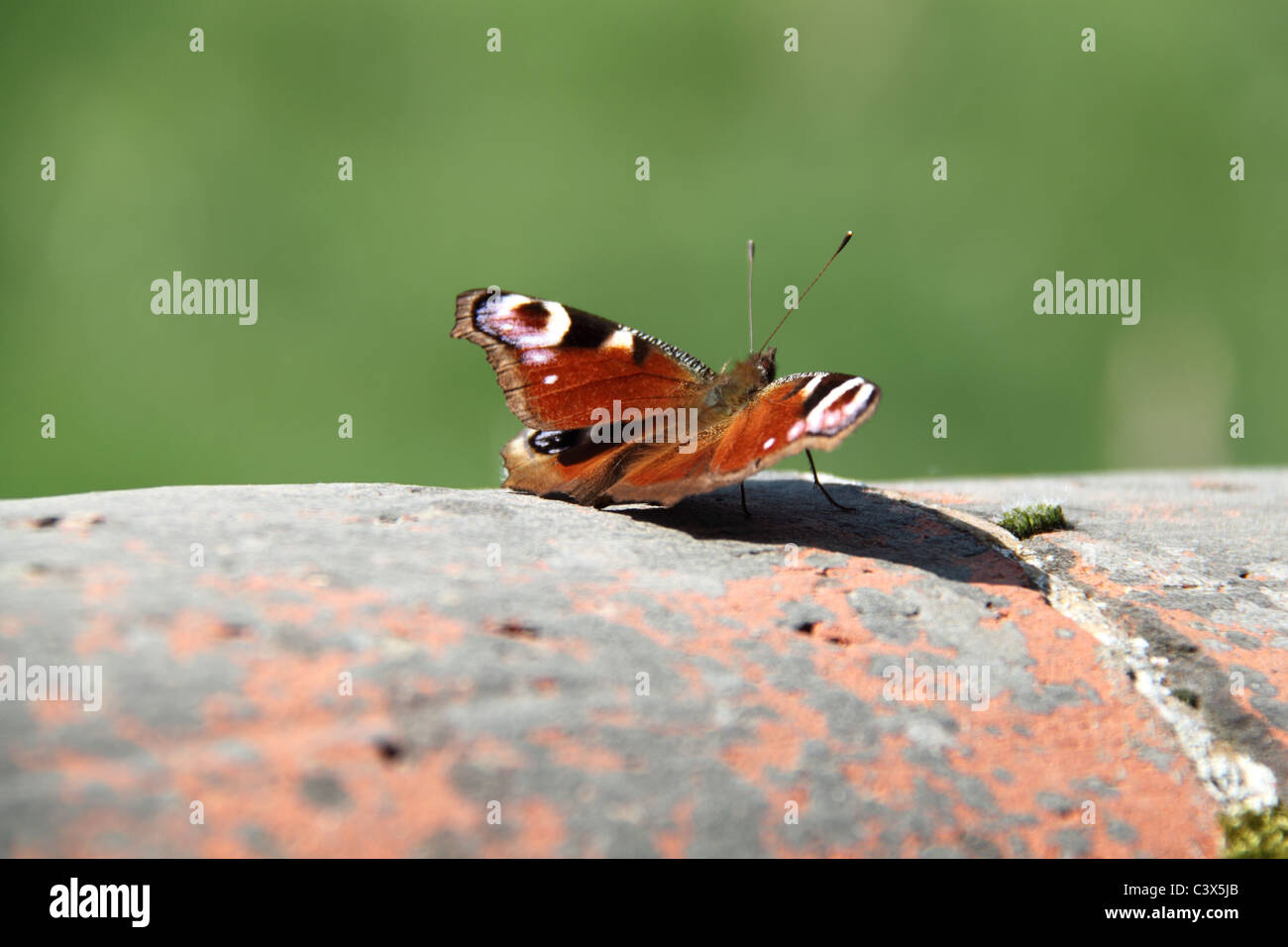 Farfalla pavone (Inachis io), Ranmore comune, Dorking, Surrey, North Downs, Inghilterra, Gran Bretagna, Regno Unito, Gran Bretagna, Europa Foto Stock