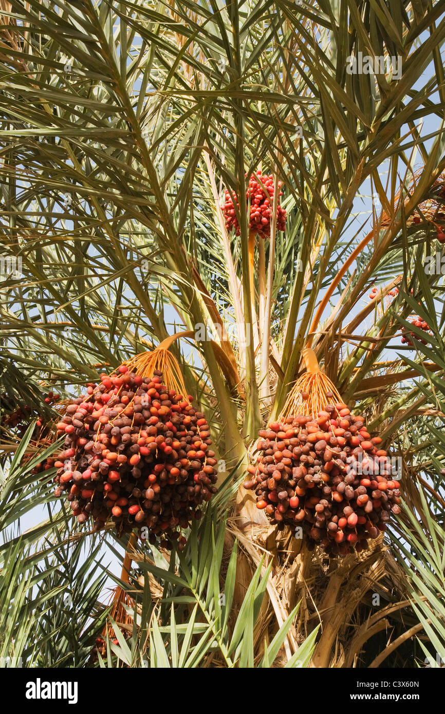 Data Palm (Phoenix dactylifera) con grappoli di date mature pronte per essere raccolte. Il Marocco. Foto Stock