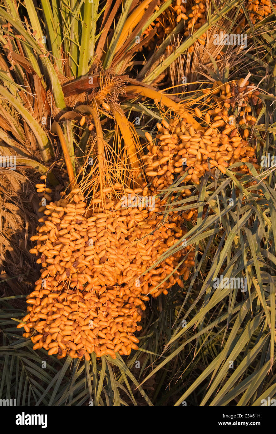 Data Palm (Phoenix dactylifera) con grappoli di date mature pronte per essere raccolte. Il Marocco. Foto Stock