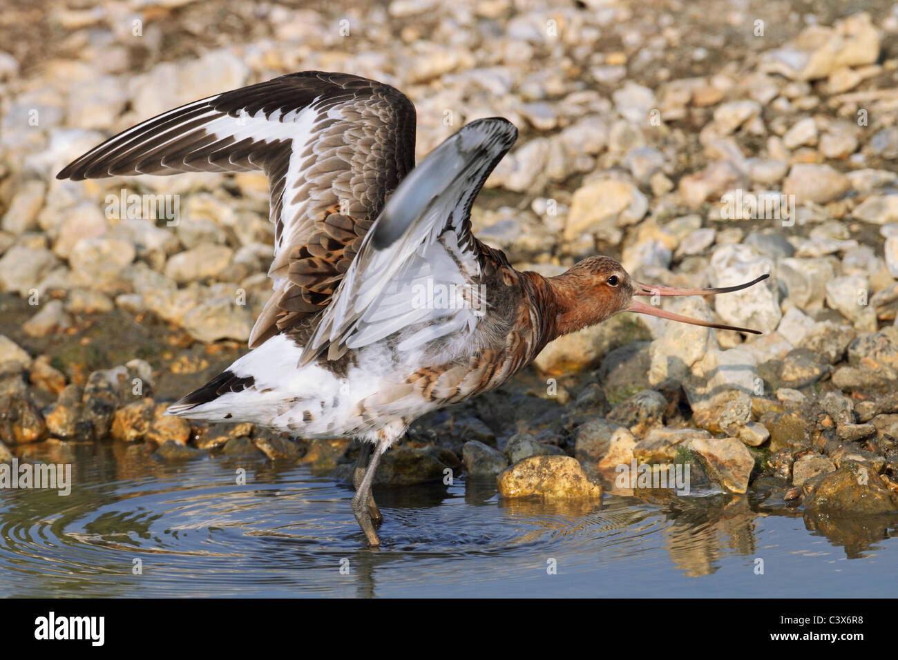 Nero-tailed Godwit Limosa limosa Foto Stock