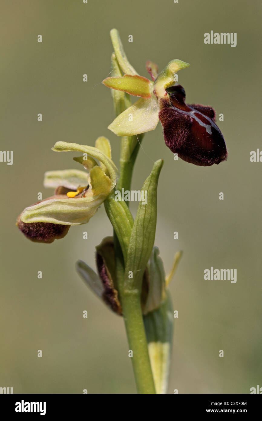 Inizio Spider Orchid Ophrys sphegodes Foto Stock