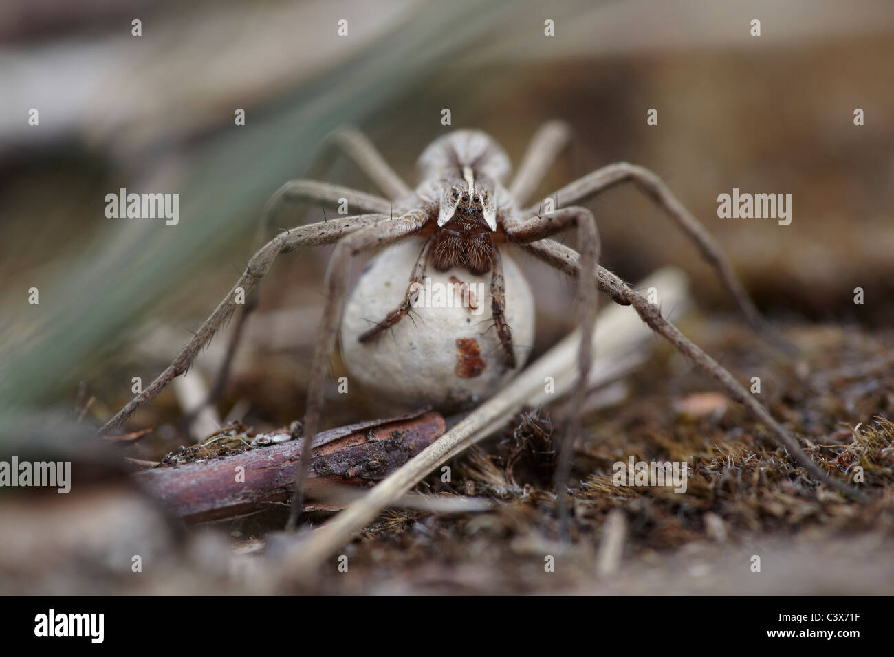 Vivaio spider web, Pisaura mirabilis portando il suo uovo sac Foto Stock