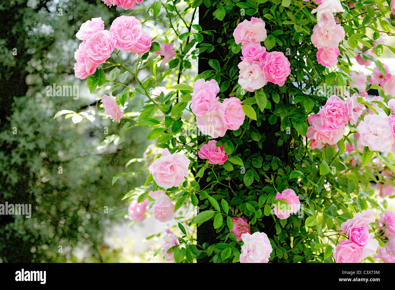 Rose, nella prefettura di Chiba, Honshu, Giappone Foto Stock