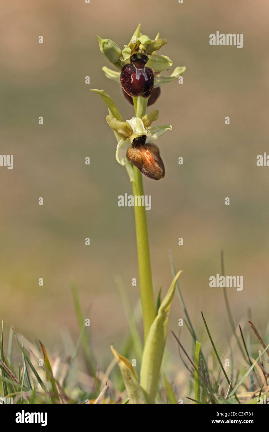 Inizio Spider Orchid Ophrys sphegodes Foto Stock