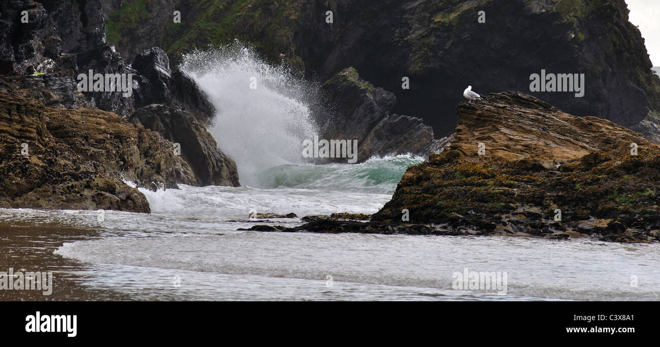 Nidificazione di gabbiani, Llangrannog beach nel brutto tempo, Ceredigion, West Wales Foto Stock