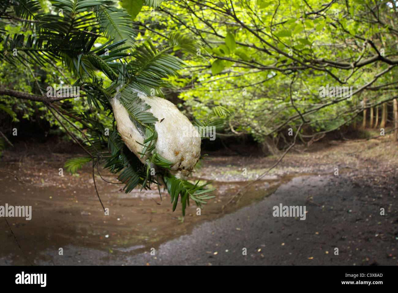Raganella di uova Foto Stock