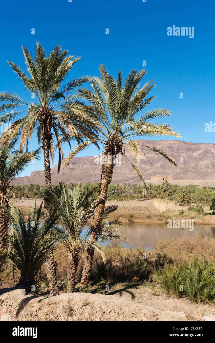 Palme da dattero (Phoenix dactylifera), il fiume Draa e la famosa kasbah (fortezza) Tamnougalt, Marocco Foto Stock