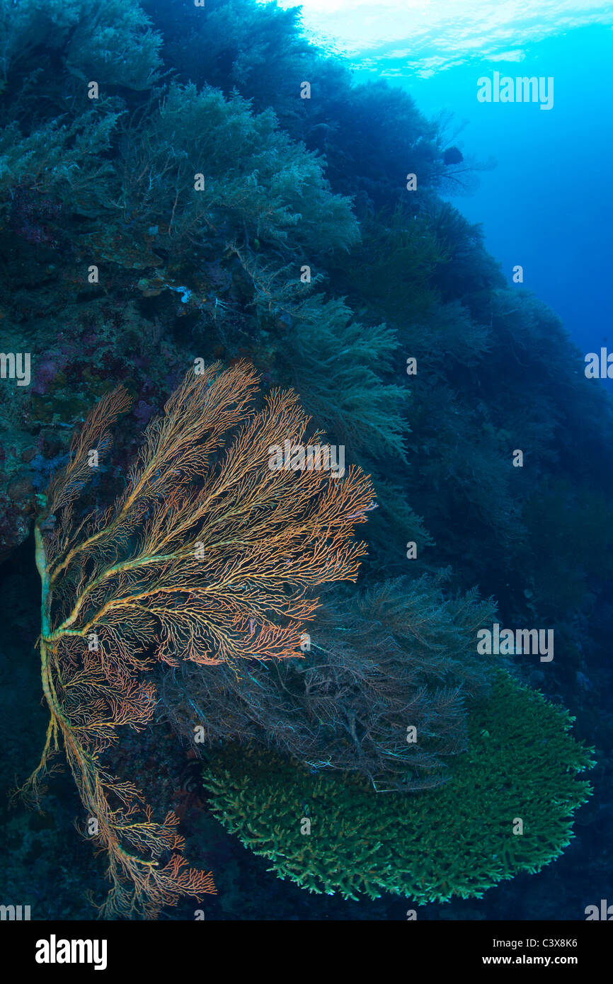 Melithaea Flabellifera e Coral Foto Stock