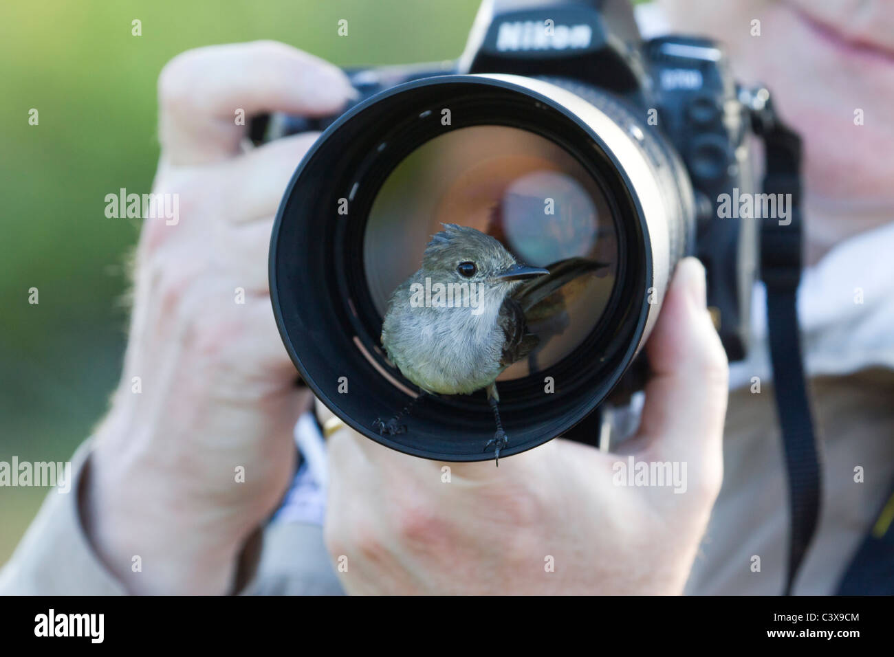 Galapagos Myiarchus Flycatcher magnirostris appollaiate in paraluce, Puerto Egas, isola di Santiago, Isole Galapagos, Ecuador Foto Stock