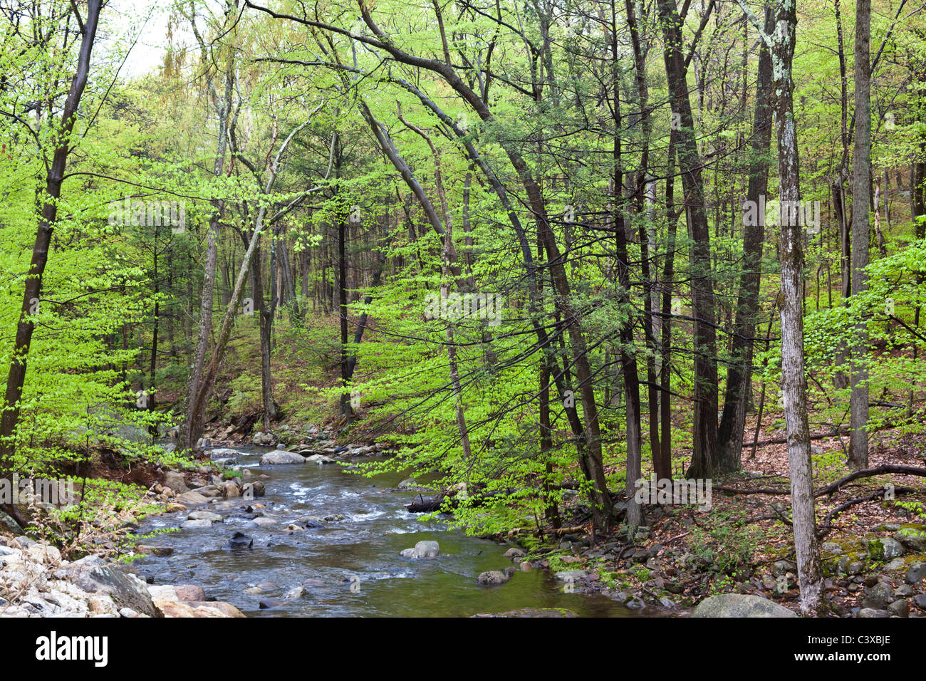 La molla nella foresta di Upstate New York con giovani foglie verdi e lo streaming con cascata Foto Stock