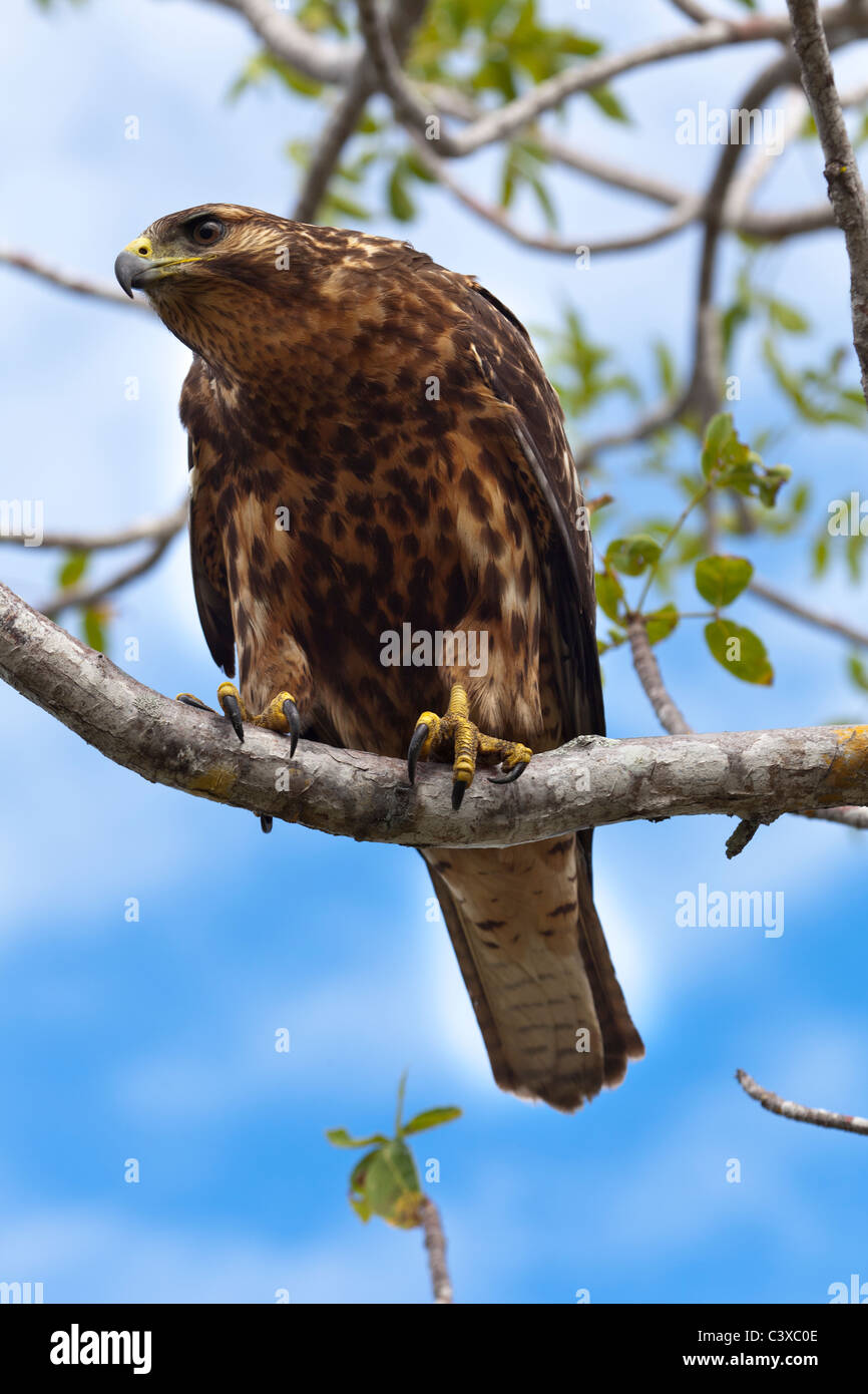 Le Galapagos Hawk (Buteo galapagoensis) appollaiate su un ramo, Isabela island, Isole Galapagos Ecuador Foto Stock