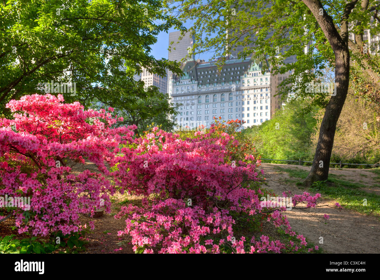 Il Central Park di New York City la mattina presto scena Foto Stock