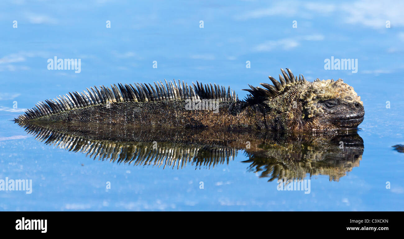 Iguana marina di balneazione in piscina, Puerto Egas, isola di Santiago, isole Galapagos, Ecuador Foto Stock