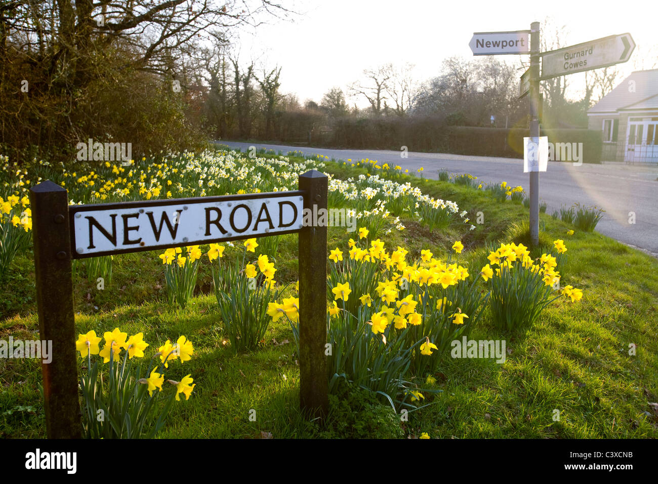 La nuova strada Porchfield, narcisi, la natura, le strade rurali, l'Isola di Wight, England, Regno Unito Foto Stock