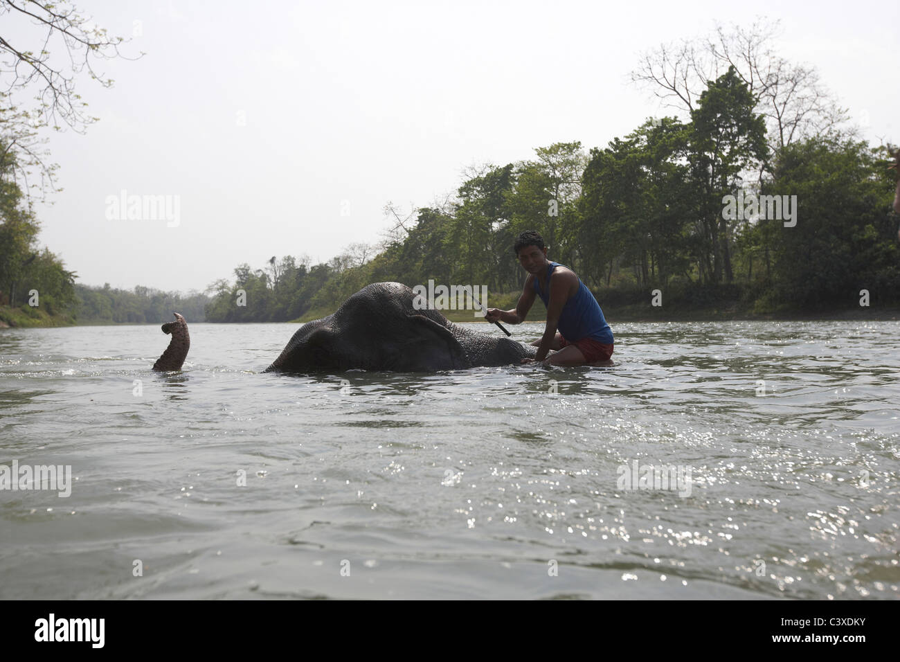 Mahouts e turisti elefanti di balneazione nel fiume Narayani, Chitwan il parco nazionale, il Nepal Foto Stock