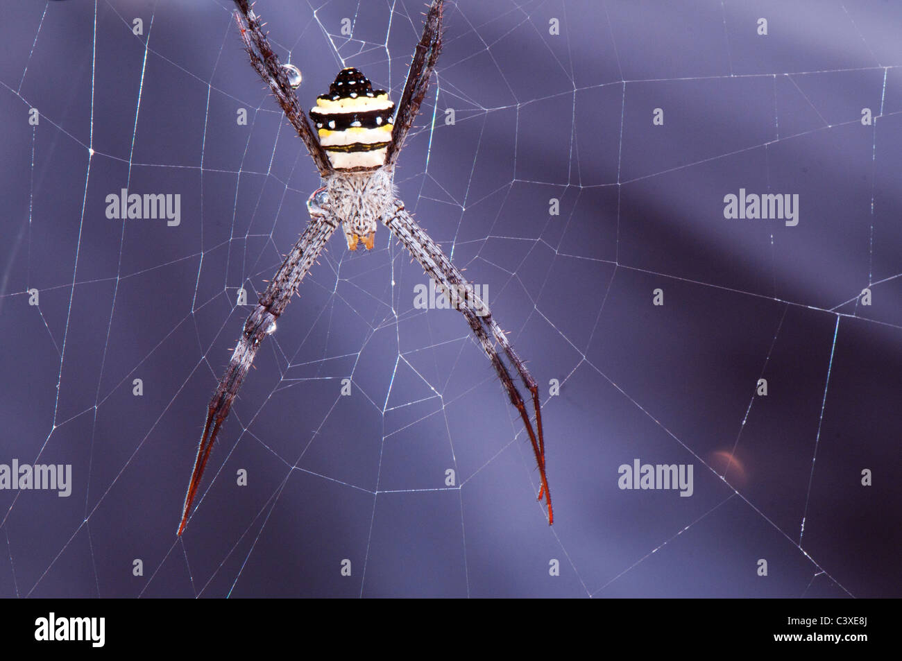 Close up di ragno sul web, orb weaver Foto Stock