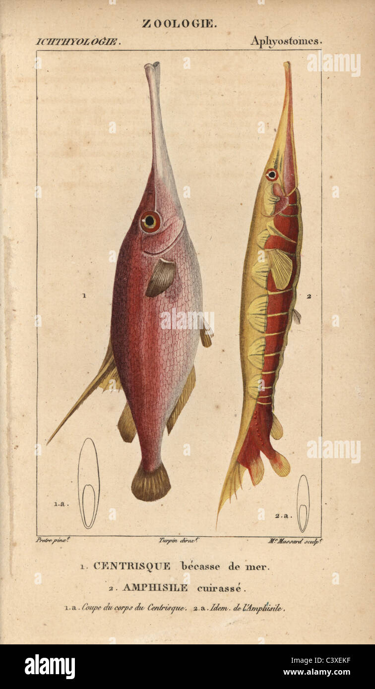 La tromba di pesce e razorfish scanalato Foto Stock
