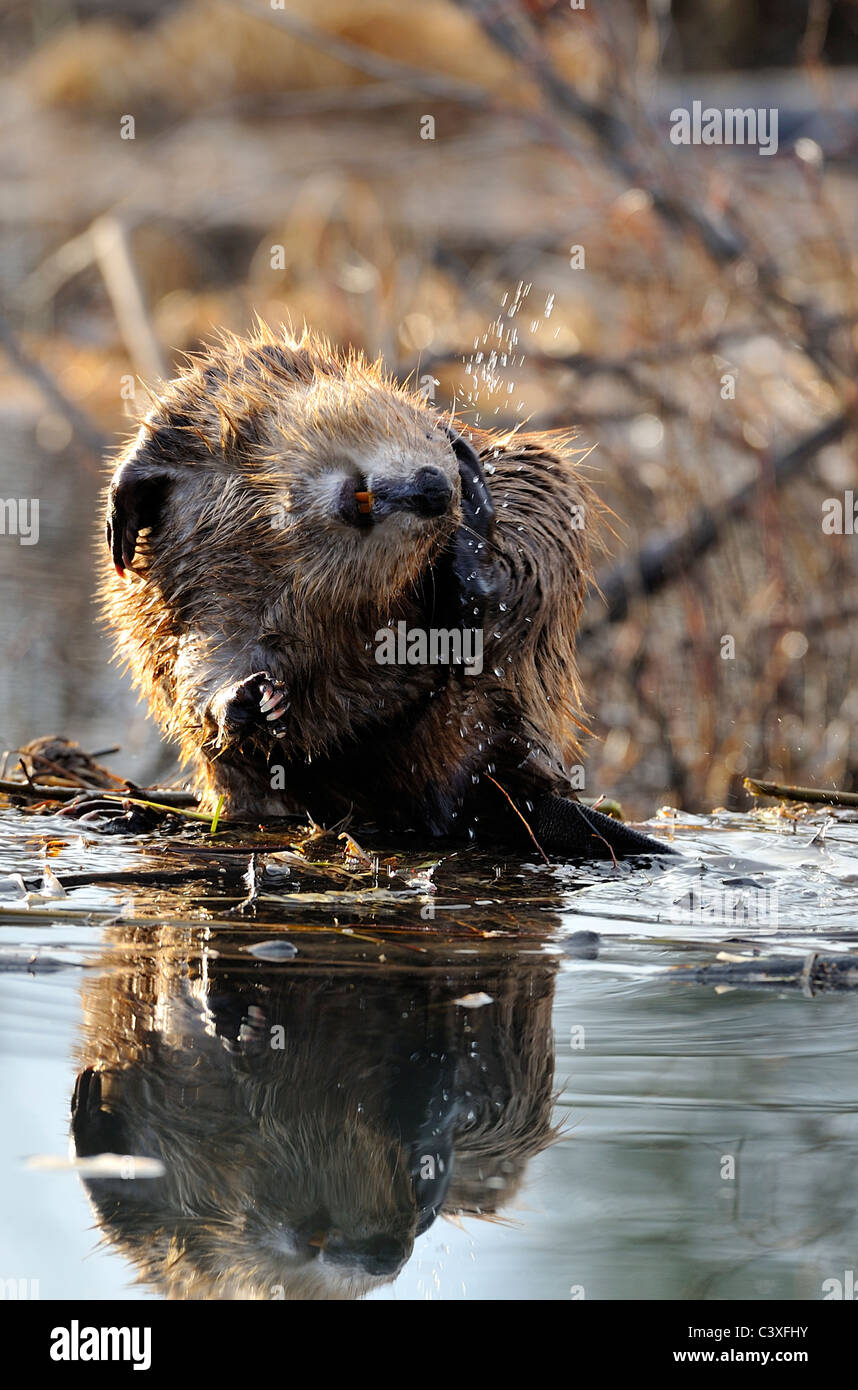 Un wild beaver seduta sul bordo della sua diga di graffiare la sua testa con il suo piede di cerva. Foto Stock