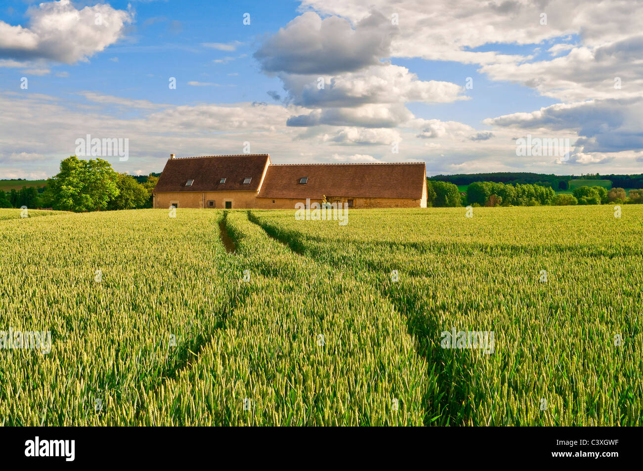 Ruota del trattore le vie in un campo di granoturco / segala nella campagna francese - Indre-et-Loire, Francia. Foto Stock