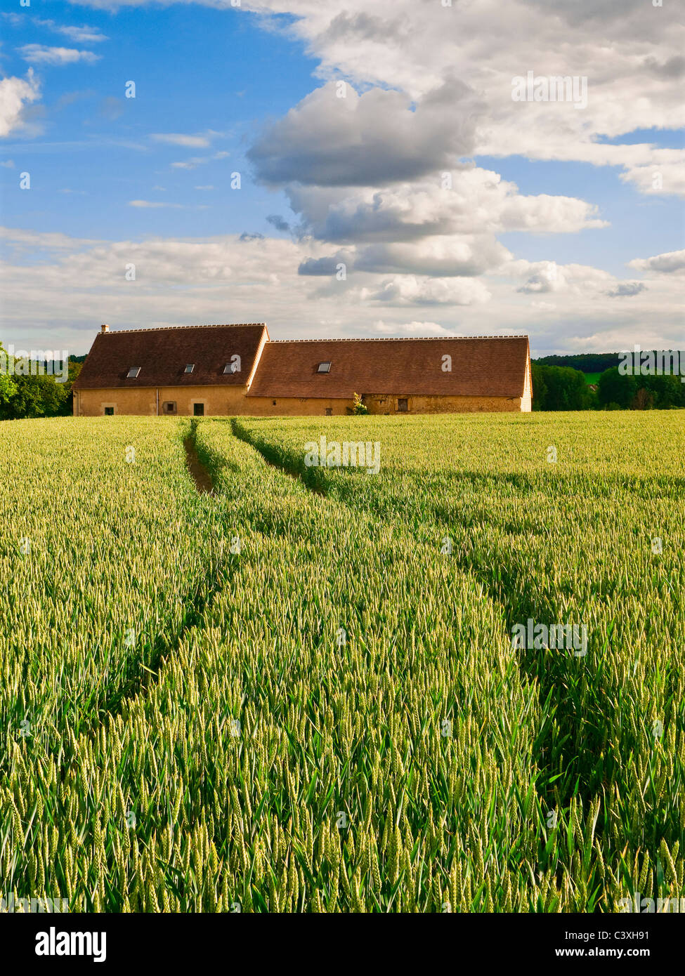 Ruota del trattore le vie in un campo di granoturco / segala nella campagna francese - Indre-et-Loire, Francia. Foto Stock