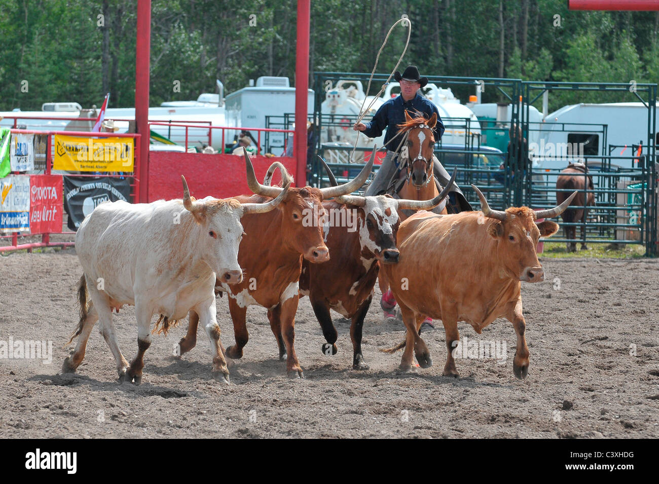 Un cowboy montato lo spostamento di una mandria di bovini longhorn giù un rodeo arena nel nord di Alberta in Canada. Foto Stock