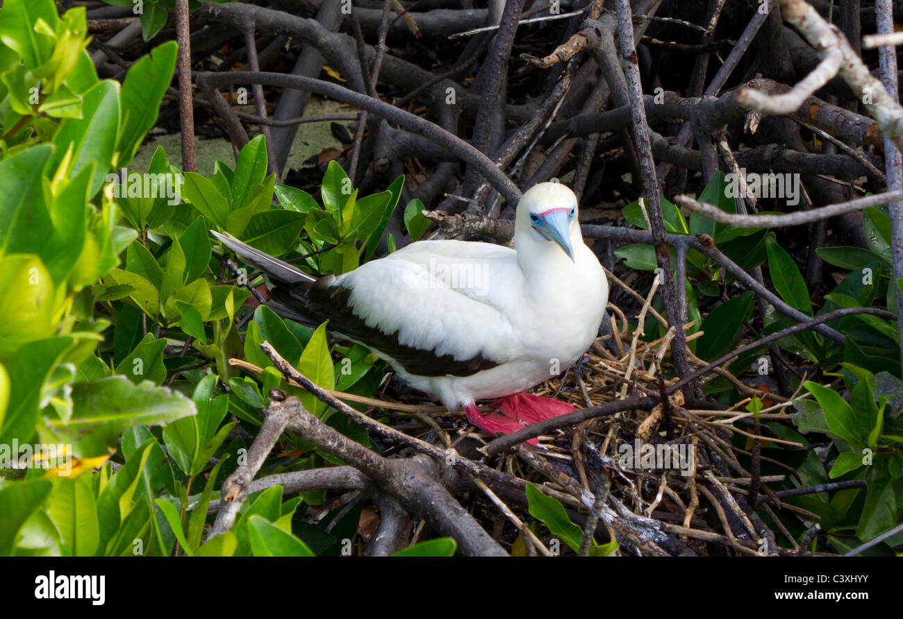 Rosso-footed booby (sula sula) nesting, Genovesa Isola Tower, Isole Galapagos Ecuador Foto Stock