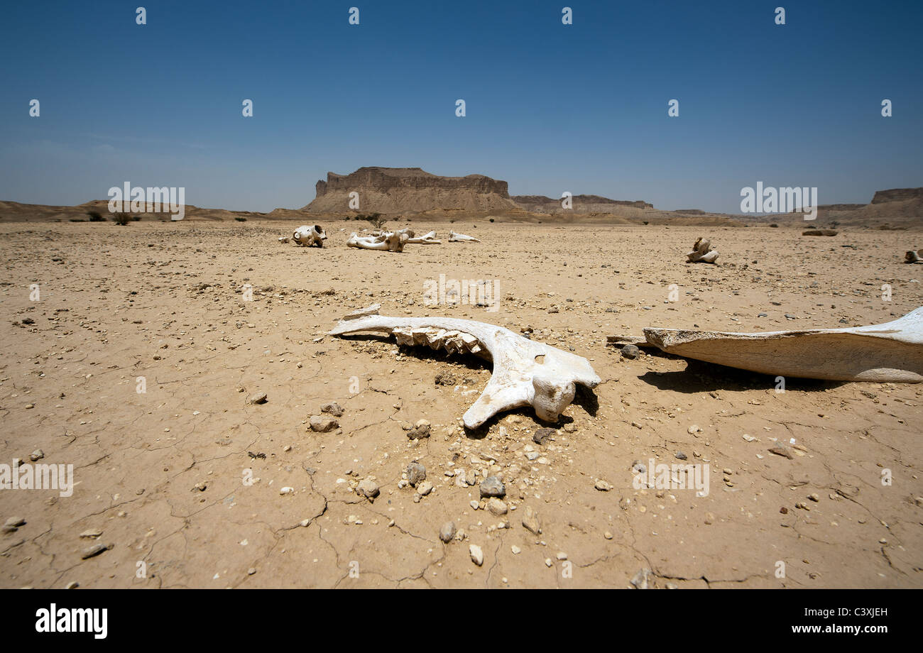 Arabian Cammello Dromedario ossa (camelus dromedarius) nel deserto di sabbia di Arabia Saudita al di fuori di Riyadh Foto Stock