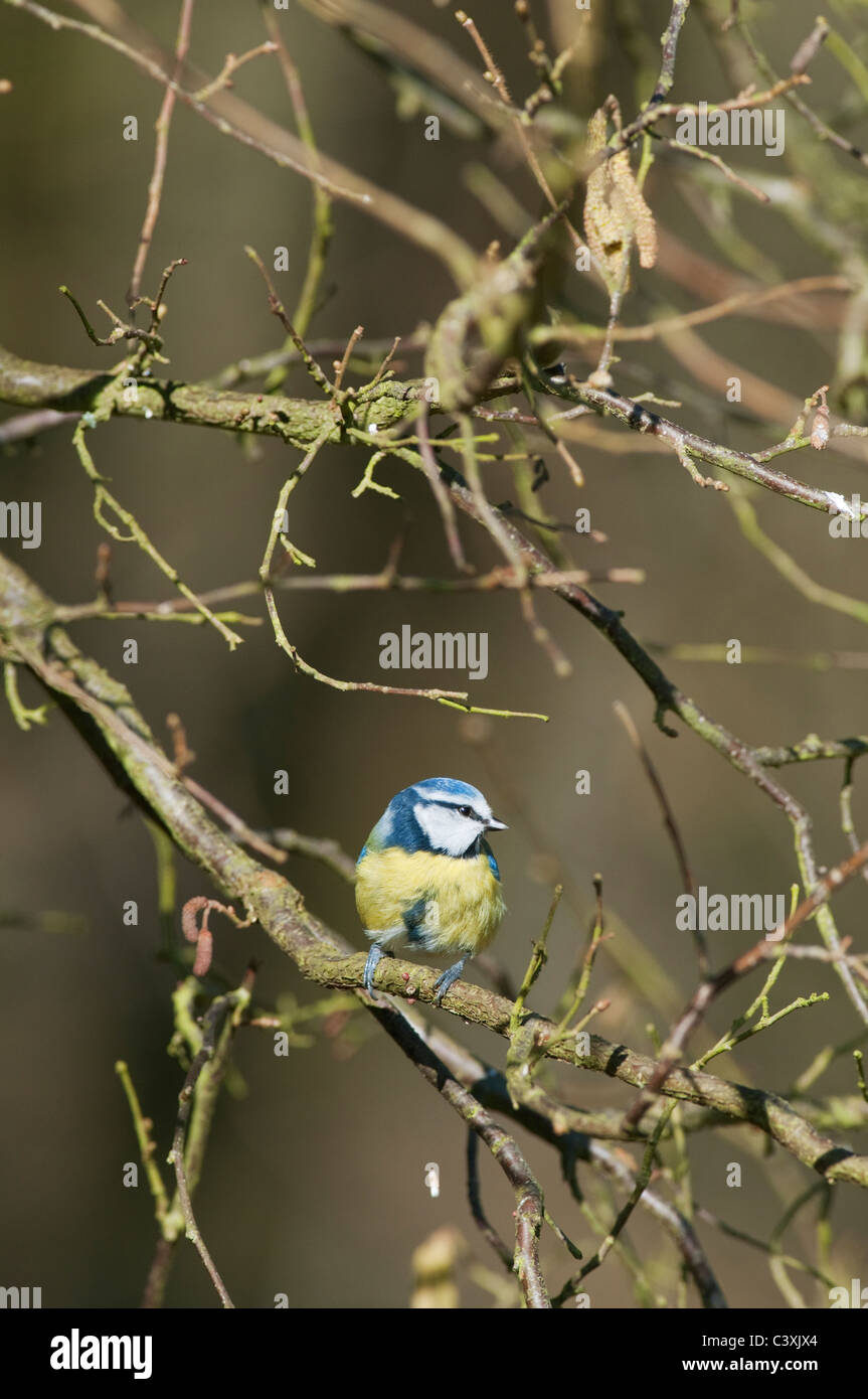 Tit blu (Parus caeruleus) appollaiato sul nocciolo, Kent, Inghilterra, molla Foto Stock