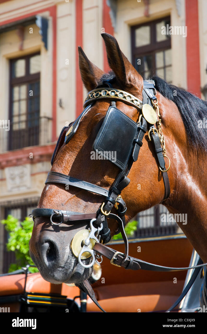 La testa di un cavallo di castagno in attesa nel sole di mezzogiorno per tirare un turista trasporto. Siviglia, Spagna. Le orecchie drizzare. Foto Stock