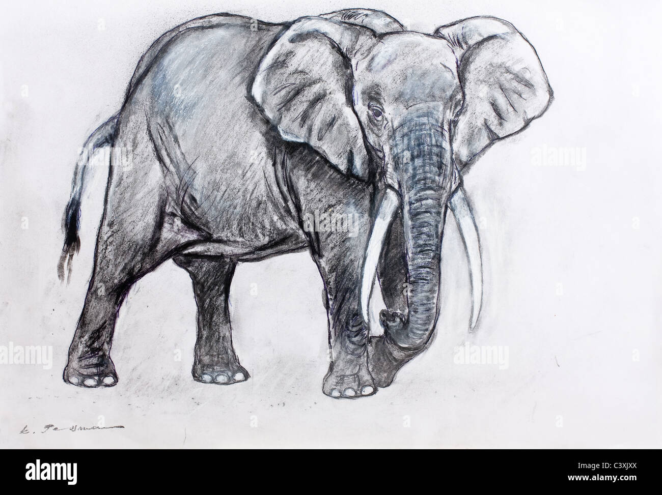 Elefante africano (Elephantidae Loxodonta africana) - carboncino su carta da Kurt Tessmann Foto Stock