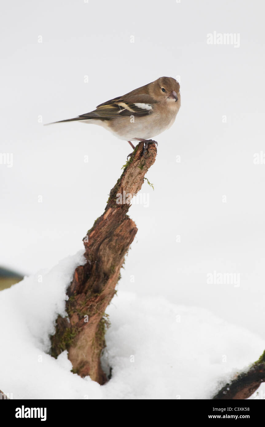 (Fringuello Fringilla coelebs) femmina adulta, appollaiato sulla neve, Kent, Inghilterra, Gennaio, Foto Stock