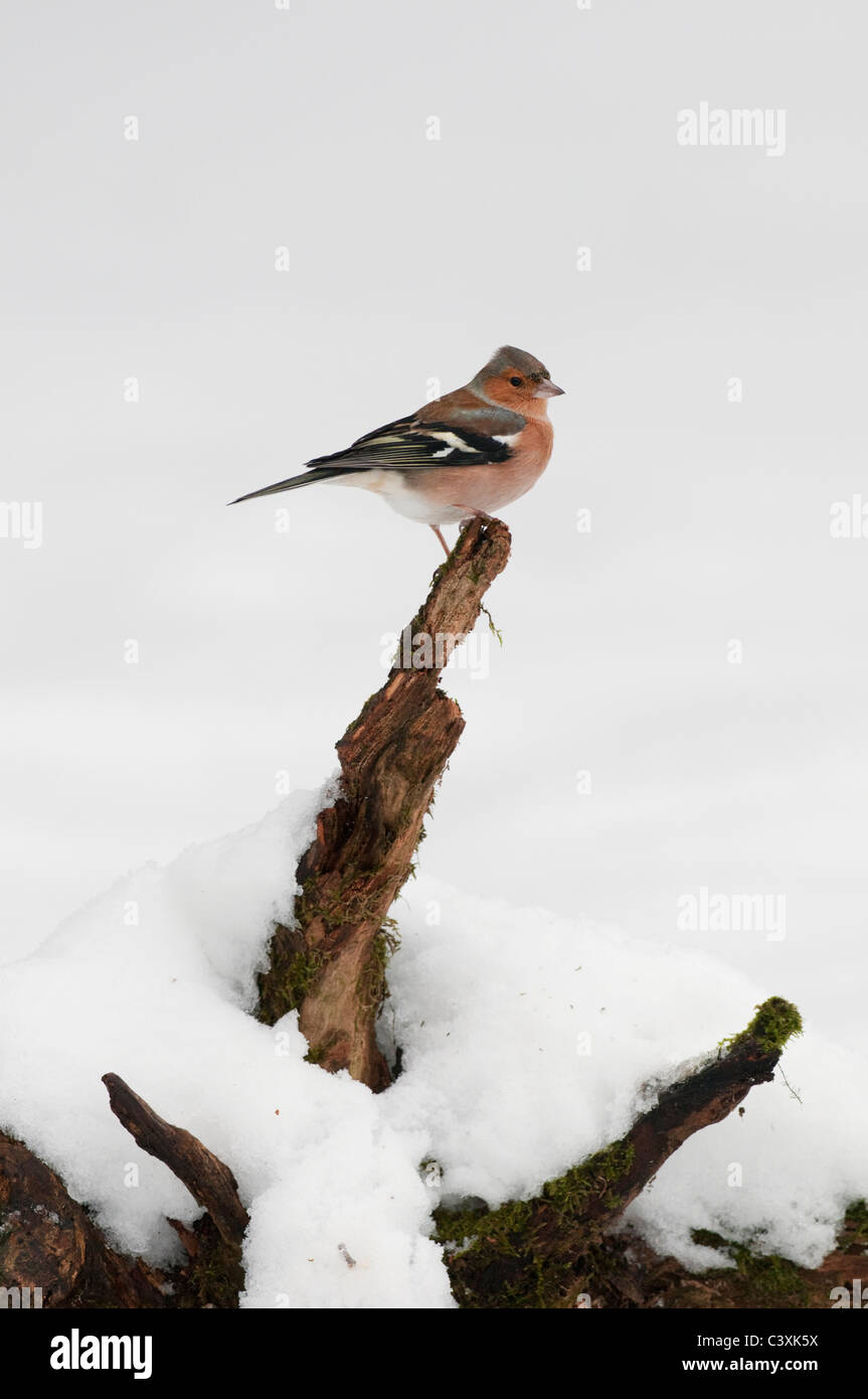(Fringuello Fringilla coelebs) maschio adulto, appollaiato sulla neve, Kent, Inghilterra, Gennaio, Foto Stock