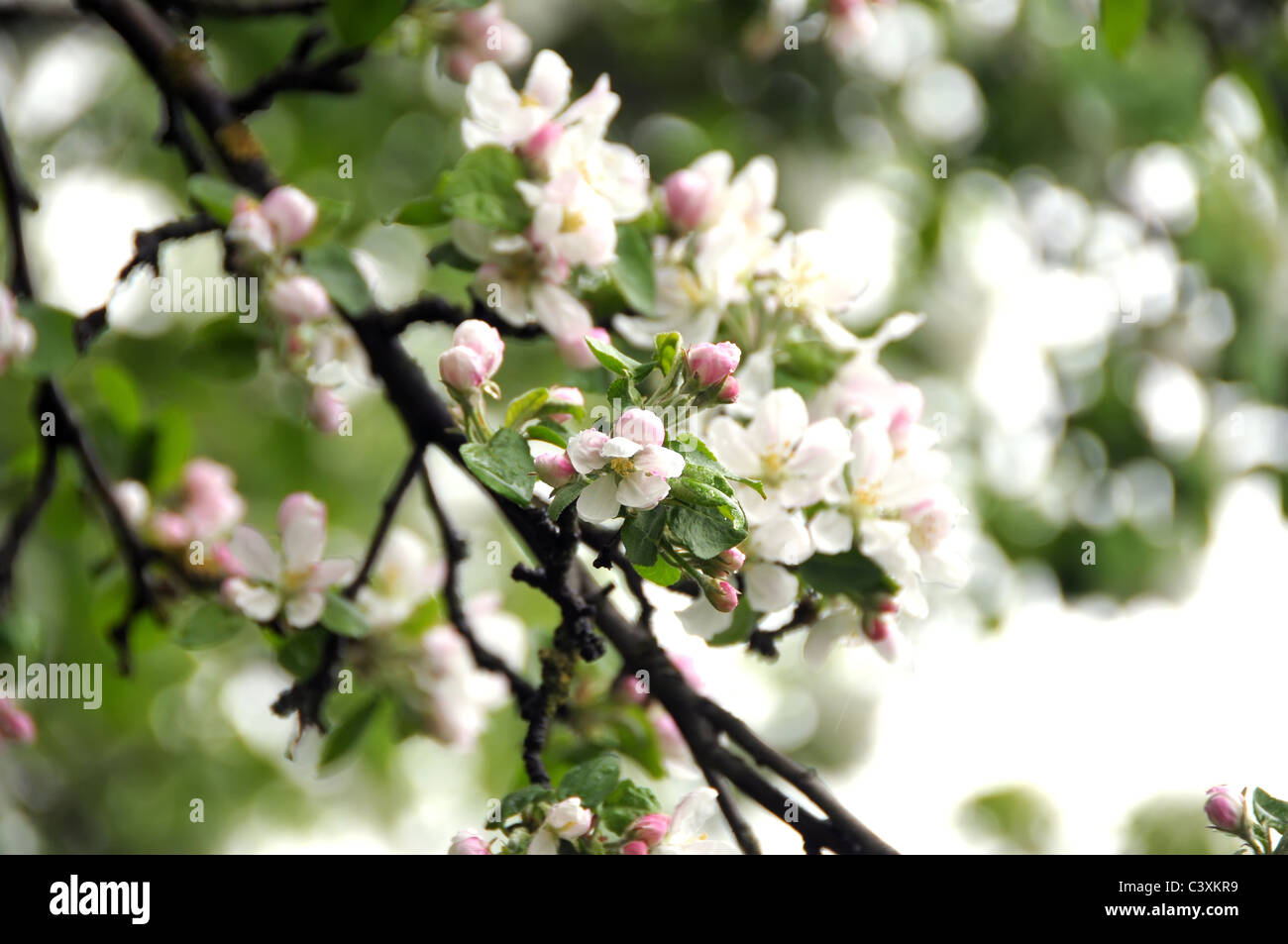 Fiore del melo che fiorisce in primavera tempo Foto Stock