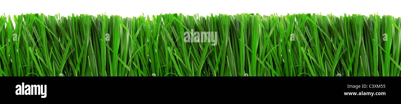 Molla di fresca erba verde isolato su sfondo bianco Foto Stock