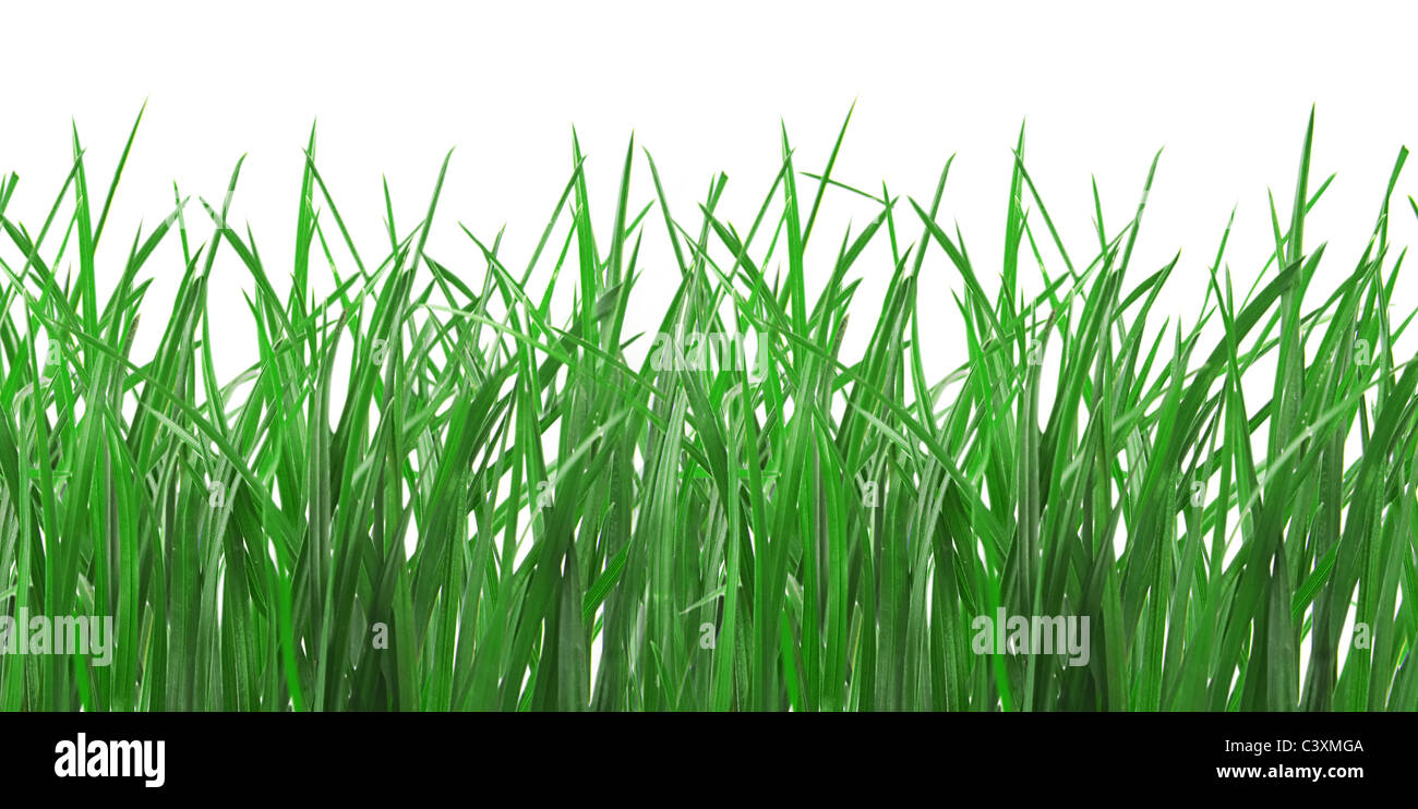 Seamless molla fresca erba verde isolato su sfondo bianco Foto Stock