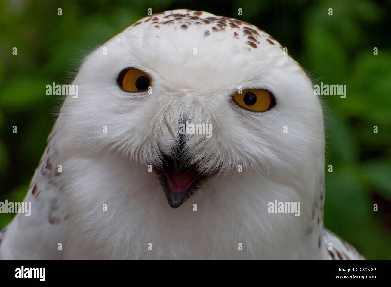 Close-up di un arrabbiato civetta delle nevi. Foto Stock