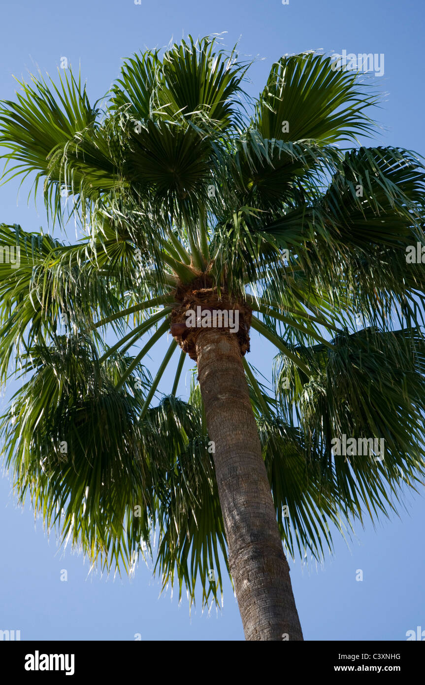 Palm tree contro un cielo blu. Siviglia, Spagna Foto Stock