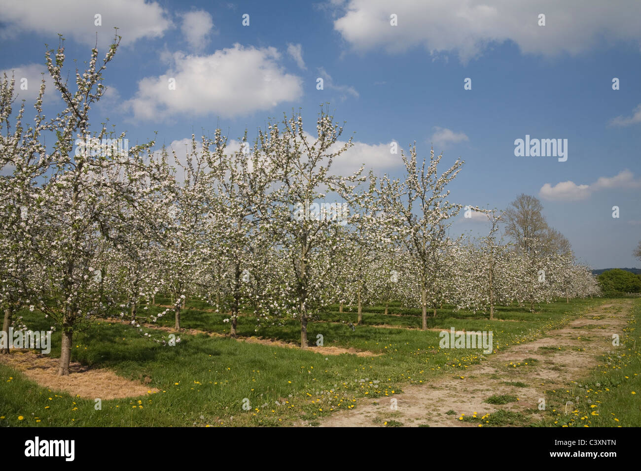 Herefordshire Inghilterra UK potrebbe righe di sidro di Apple coperto di alberi in fiore locale importante produrre sul delizioso aprile giornata di primavera attirare sciami di api Foto Stock