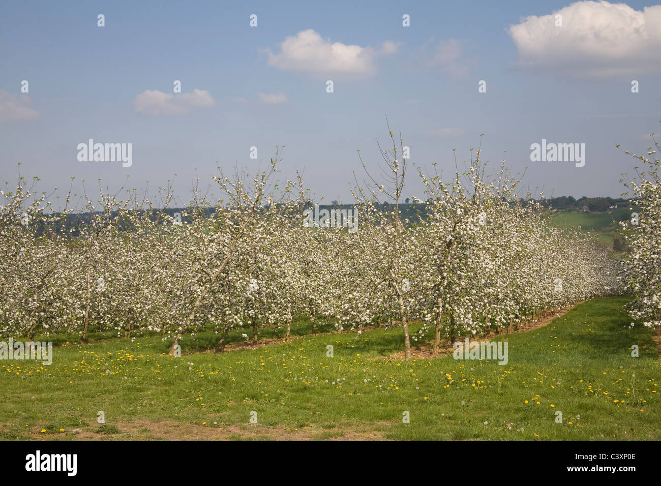 Herefordshire England Regno Unito righe di sidro di Apple coperto di alberi in fiore delizioso aprile giornata di primavera locale importante produrre cresciuto attirare sciami di api Foto Stock