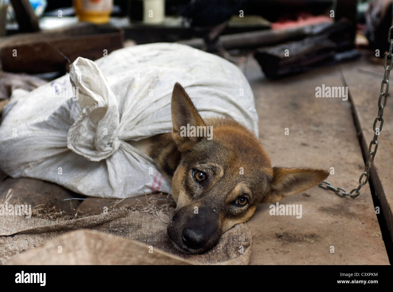 Un cane attende di essere macellato a un cane tutto il servizio ristorante. Foto Stock