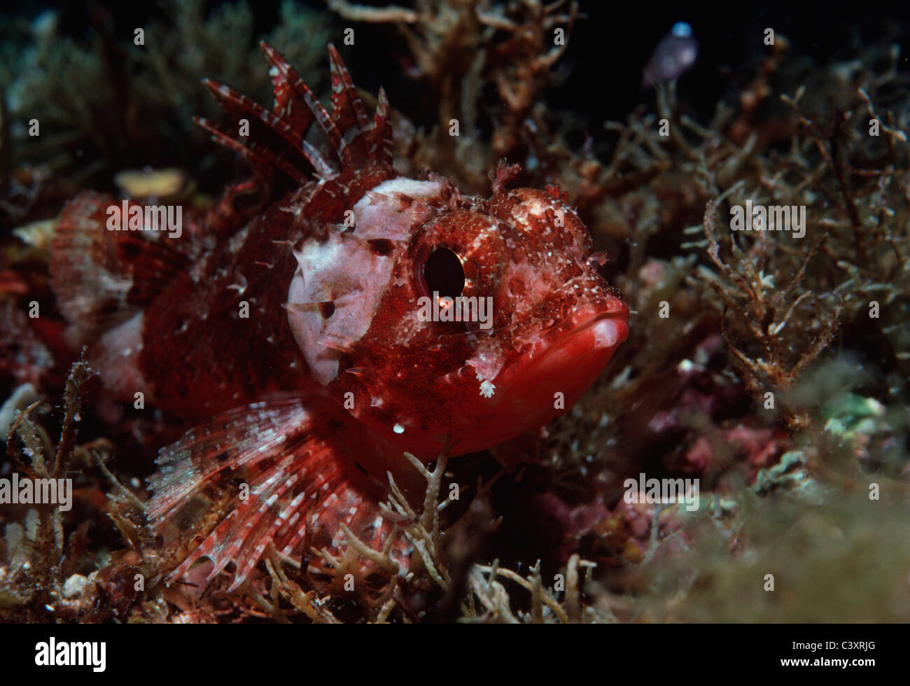 Piccola Scala Scorfani (scorpaena porcus). Isola di Ustica, Sicilia, Italia, Mare Mediterraneo. Foto Stock