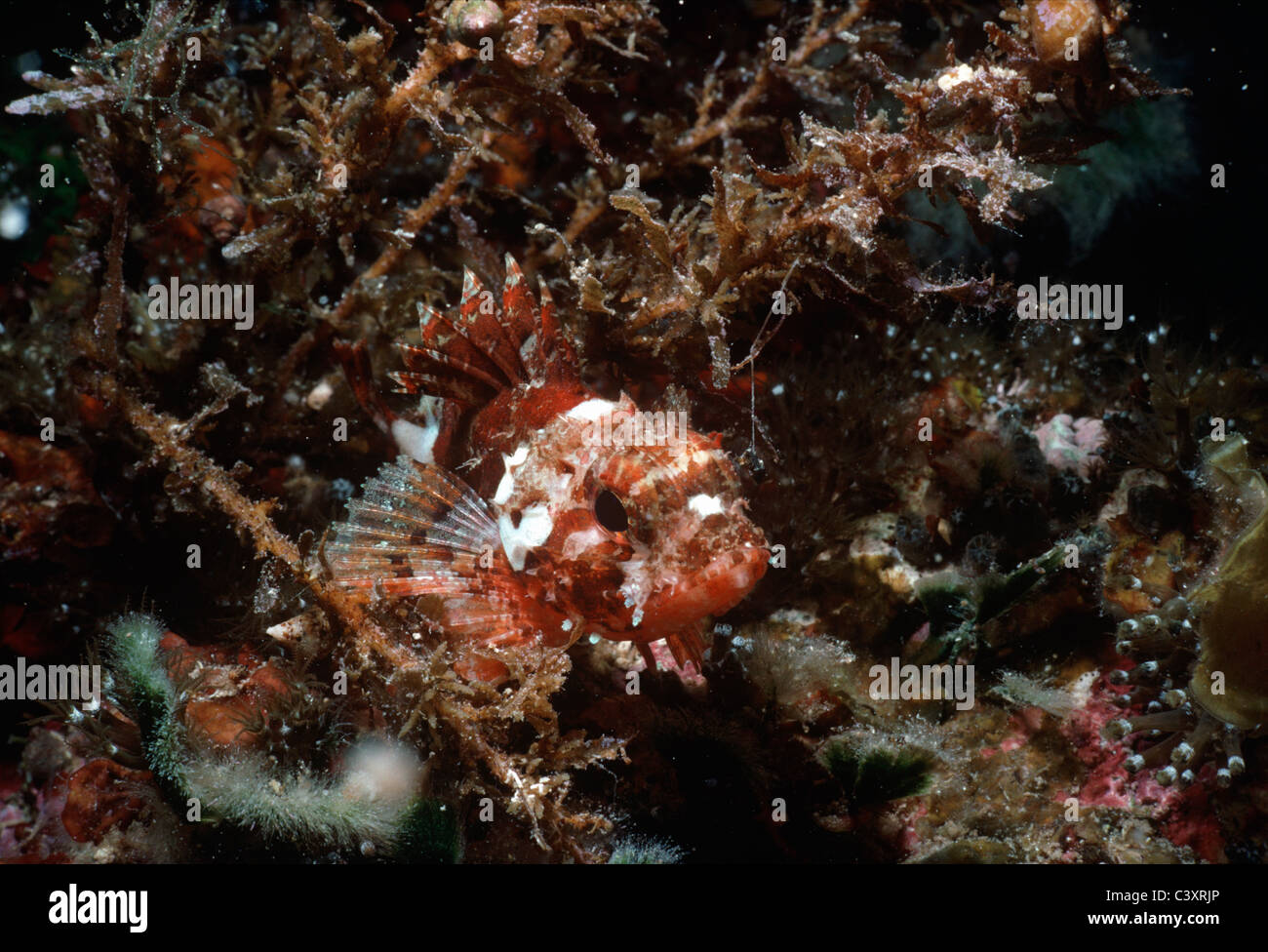 Piccola Scala Scorfani (scorpaena porcus). Isola di Ustica, Sicilia, Italia, Mare Mediterraneo. Foto Stock