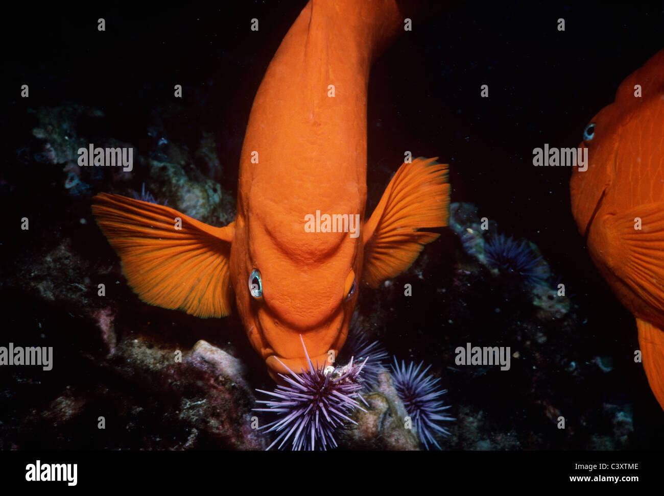 Garibaldi (Hypsypops rubicundus), il pesce dello Stato della California, feed sul viola ricci di mare. Southern California, Stati Uniti d'America. Pacific Foto Stock