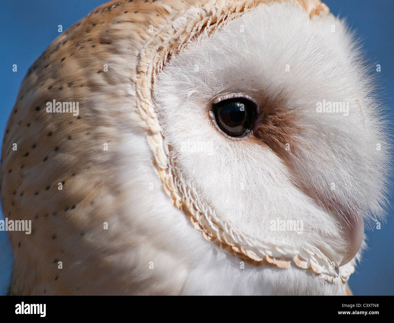 Il barbagianni (Tyto alba) è un raro gufo negli Stati Uniti. Si tratta di una chiusura di theunique modelli di piuma sulla testa. Foto Stock
