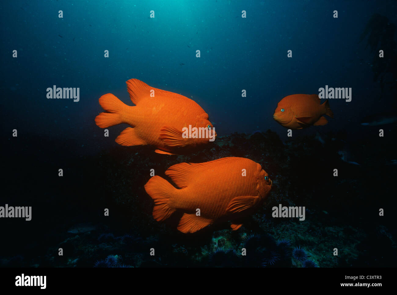 Garibaldi (Hypsypops rubicundus), il pesce dello Stato della California, nuoto in una foresta di kelp. Southern California, Stati Uniti d'America. Pacific Foto Stock