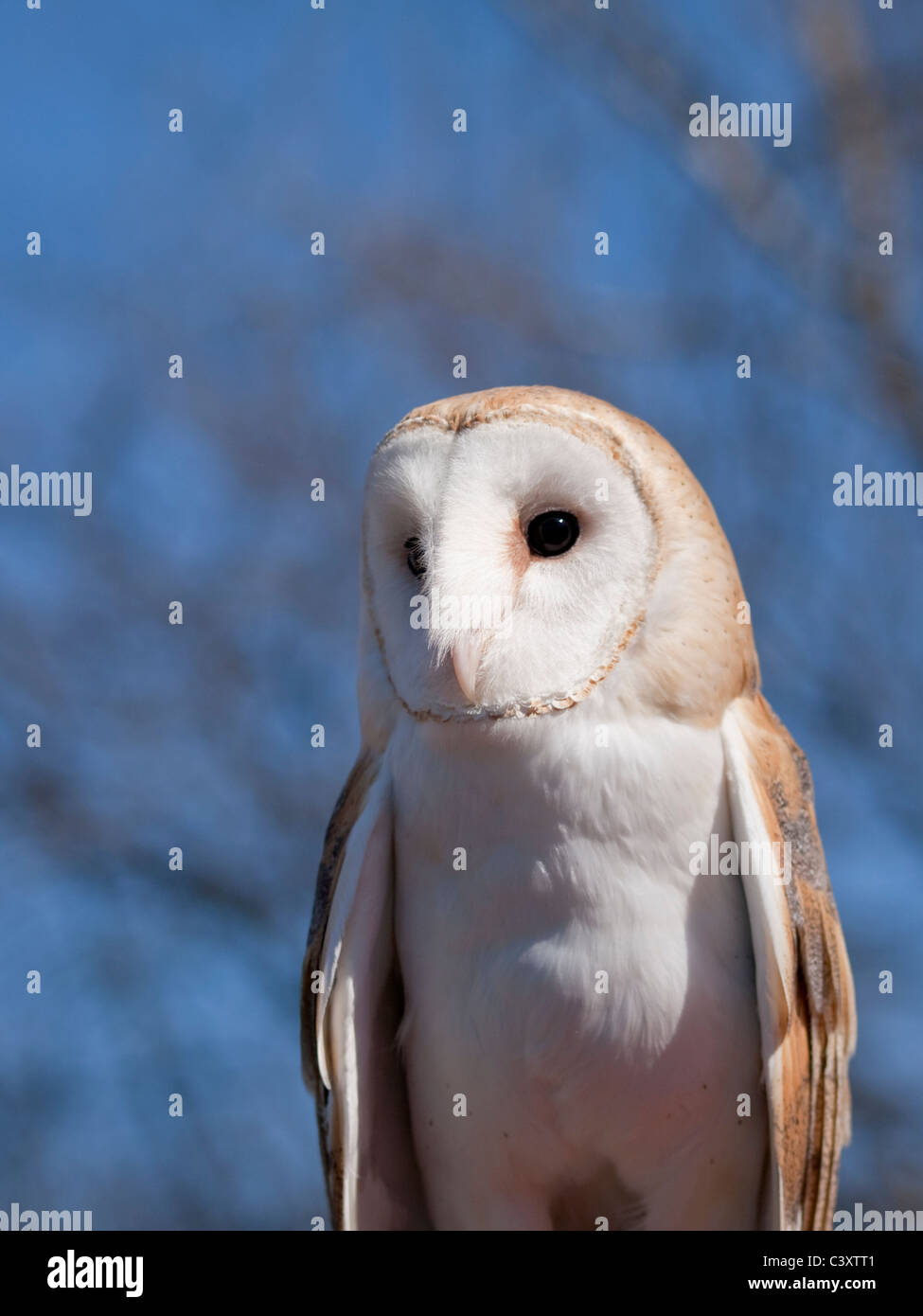 Il barbagianni (Tyto alba) è un raro gufo negli Stati Uniti. T Foto Stock