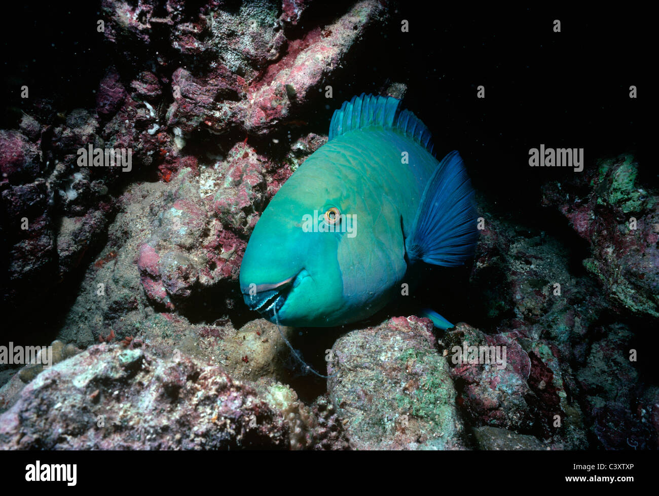 Maschio pesci pappagallo Steepheaded (Scarus gibbus) dorme nel muco protettivo membrana in una Grotta del corallo di notte. Egitto, Mar Rosso. Foto Stock