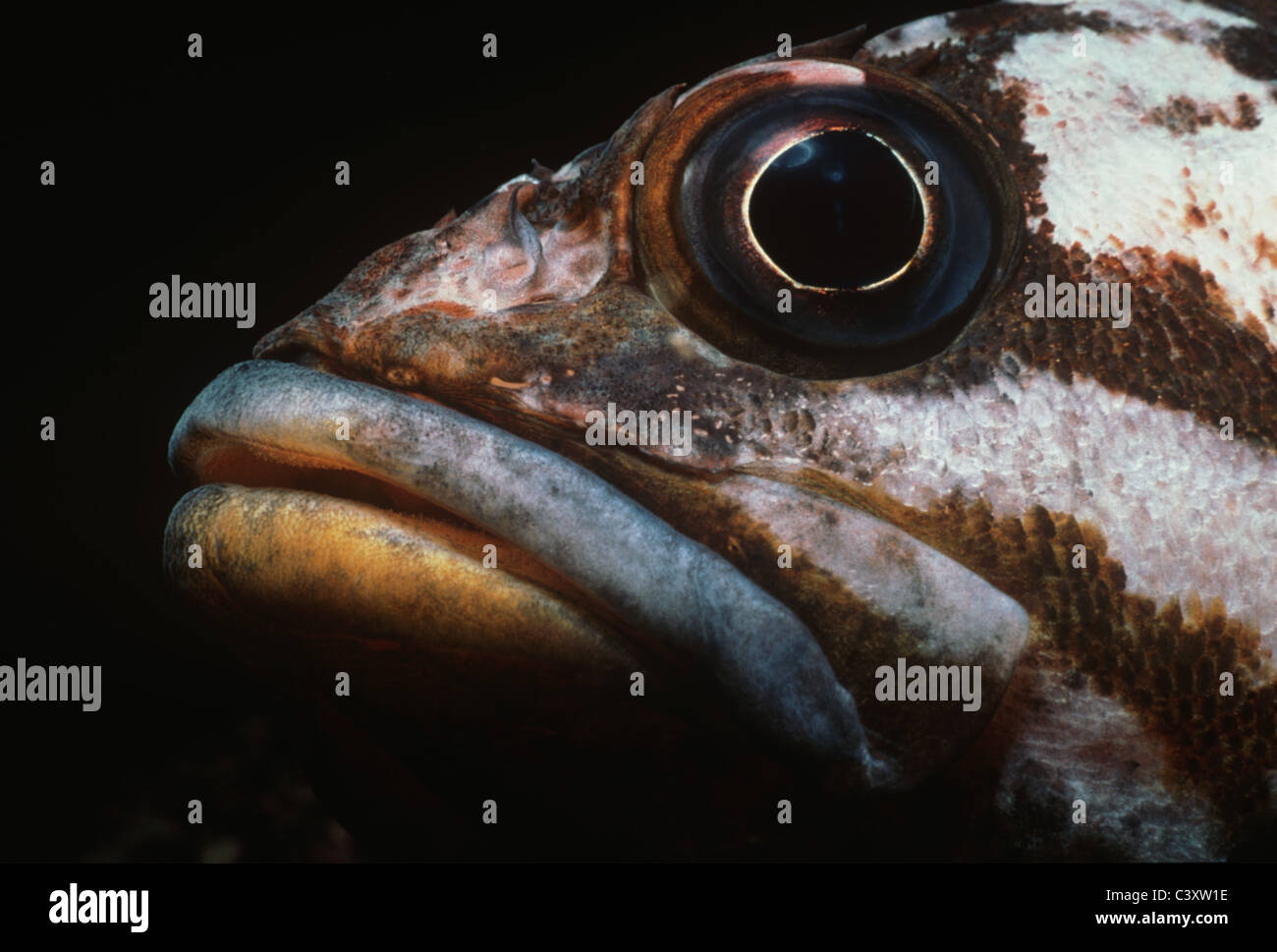 Faccia di un pesce di rame (Sebastes caurinus). Isole del Canale, California. Oceano Pacifico. Foto Stock